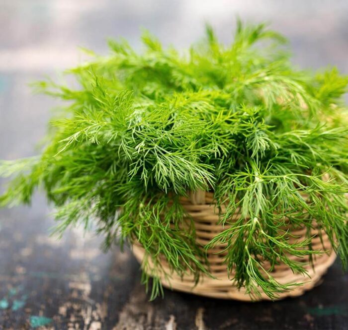 finocchietto selvatico